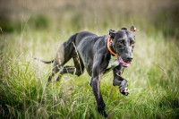 Un chien l&eacute;vrier court dans un jardin
