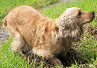 Un chien Cocker allong&eacute; dans le jardin