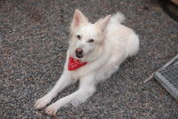 Un chien blanc avec un bandana allong&eacute; sur des graviers