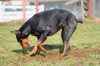 Un Dobermann creuse dans un jardin