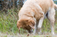 Un chien creuse pour trouver de la nourriture dans une for&ecirc;t