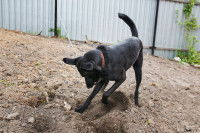 Un chien creuse la terre dans un jardin