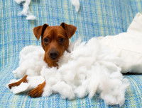 Le chiot destructeur