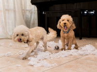 Les causes du comportement destructeur du chien