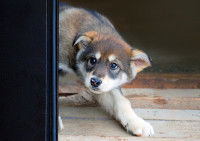 Ne pas punir le chien