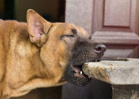 Un chien destructeur peut abîmer ses dents en mâchonnant
