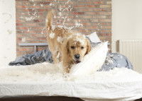 Les destructions causées par l'anxiété de séparation