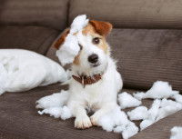 Les destructions destinées à attirer l'attention