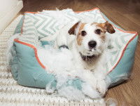 Les destructions causées par la frustration