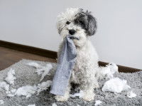 Prévenir les comportements destructeurs du chien