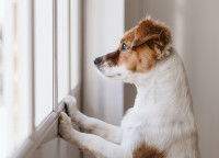 Lutter contre l'anxiété de séparation du chien