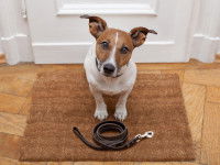 Lutter contre l'envie du chien d'attirer l'attention