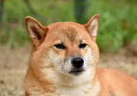 Un chien doit apprendre à gérer sa frustration