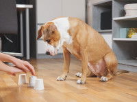 Lutter contre l'ennui du chien 