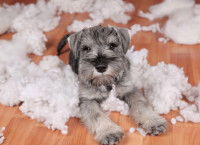 Les destructions causées par l'hyperactivité