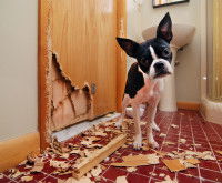 Les destructions causées par la peur