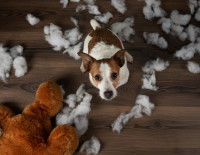 Comprendre l'origine des destructions