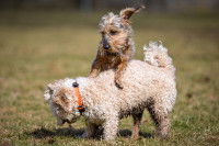 Les éléments déclenchant