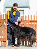 Familiariser le chien avec le facteur