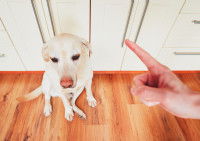 Ne pas encourager le comportement du chien