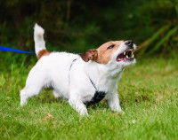 Le risque pour le chien mordeur