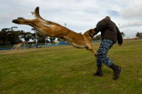 Le chien agit en fonction de son environnement