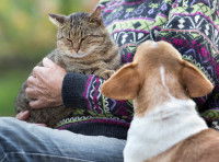 Quels sont les symptômes d'un chien jaloux ?