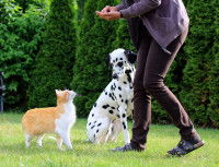 Un chien peut-il ressentir de la jalousie ?