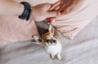 Pourquoi mon chien est-il jaloux ?