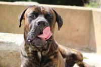 Un gros chien se lèche les babines avec appétit