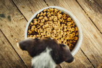 Un chien devant une gamelle pleine de croquettes