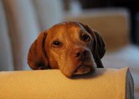 Un chien s'ennuie, allongé sur un canapé