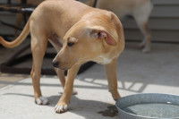 Un chien stressé devant sa gamelle d'eau