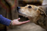 Un homme tend la main à un vieux chien