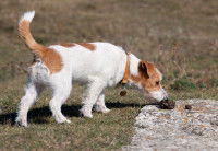 Un chien Jack Russel renifle du crottin de cheval