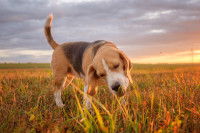 Un Beagle mange de l'herbe dans un champ