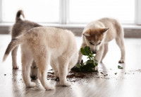 Trois chiots huskies mâchent une plante d'intérieur