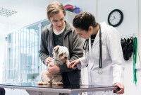 Une femme vétérinaire examine un petit chien malade