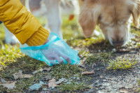 Un homme ramasse les crottes de son chien pendant la promenade