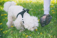 Un homme ramasse les crottes d'un petit chien blanc dans l'herbe