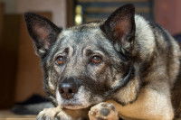 Un chien couché sur le sol avec un air anxieux