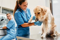 Une femme vétérinaire examine un Labrador malade