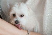 Un petit chien lèche la jambe d'une femme