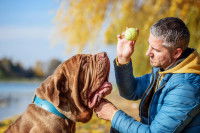 Un homme montre une balle de tennis à son chien dans un parc