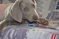 Pourquoi mon chien mordille t-il ?