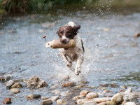 Permettre à son chien de se dépenser