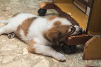 Un chiot en train de mordiller un meuble