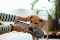 Une femme tente de récupérer un chausson que son chiot tient dans sa gueule