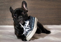 Un French Bulldog mâchouille le lacet d'une chaussure