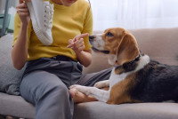Une femme interdit à son Beagle de manger sa chaussure